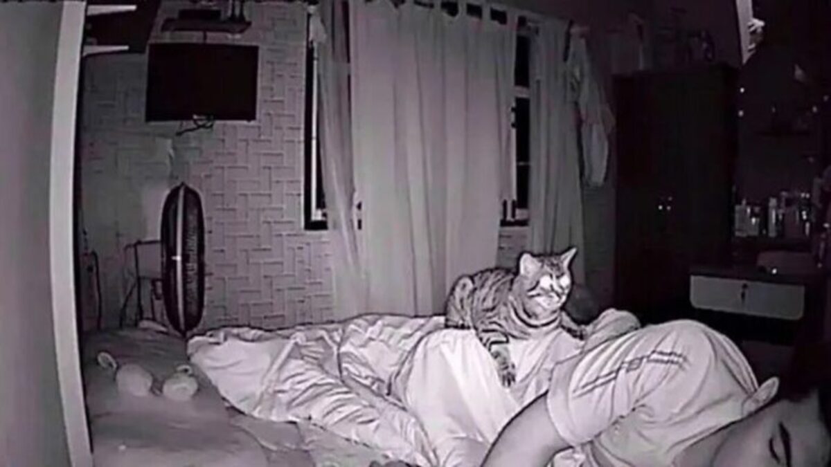 His cat stares at him every night, he finally films it and discovers why