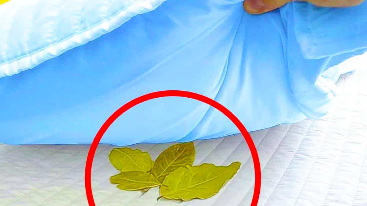 placing a bay leaf under their pillow