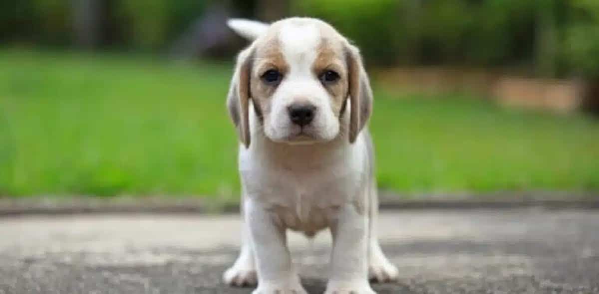 10 dog breeds known for their friendliness and affection