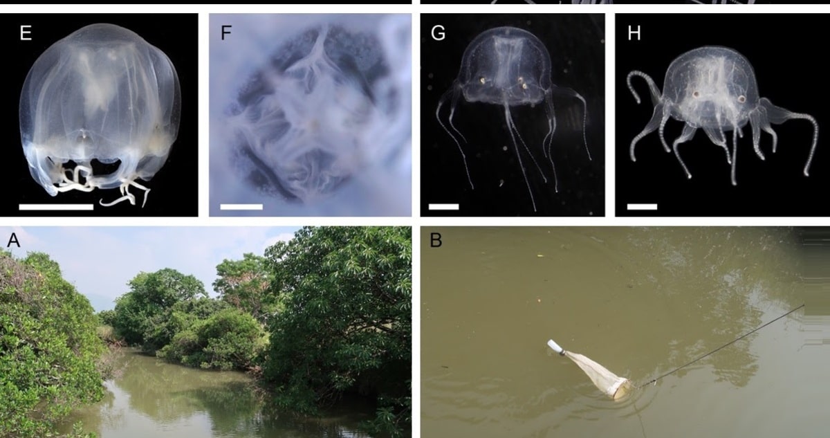 3 Mysterious Venomous Creature