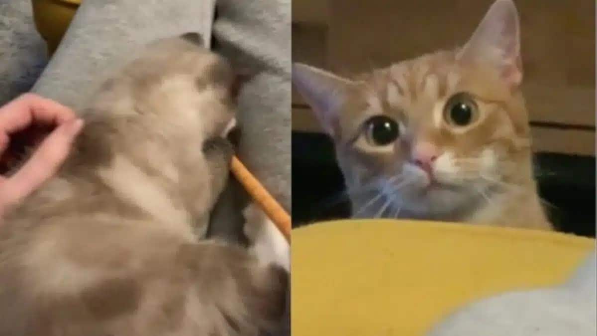 3 Viral Video Shows Cat’s Reaction