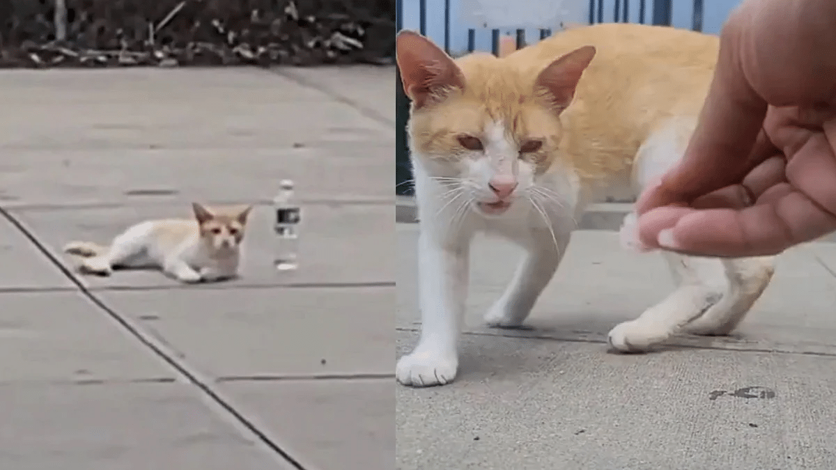 A stray cat asks passersby for help