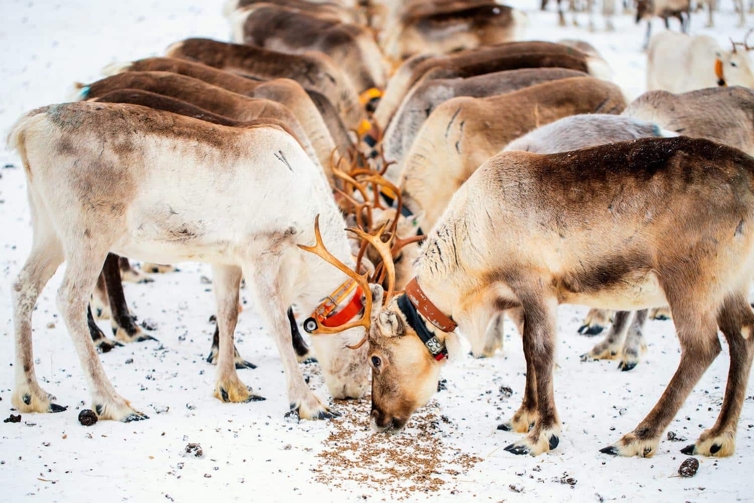 Connaissez-vous l'origine des rennes du père Noël ?