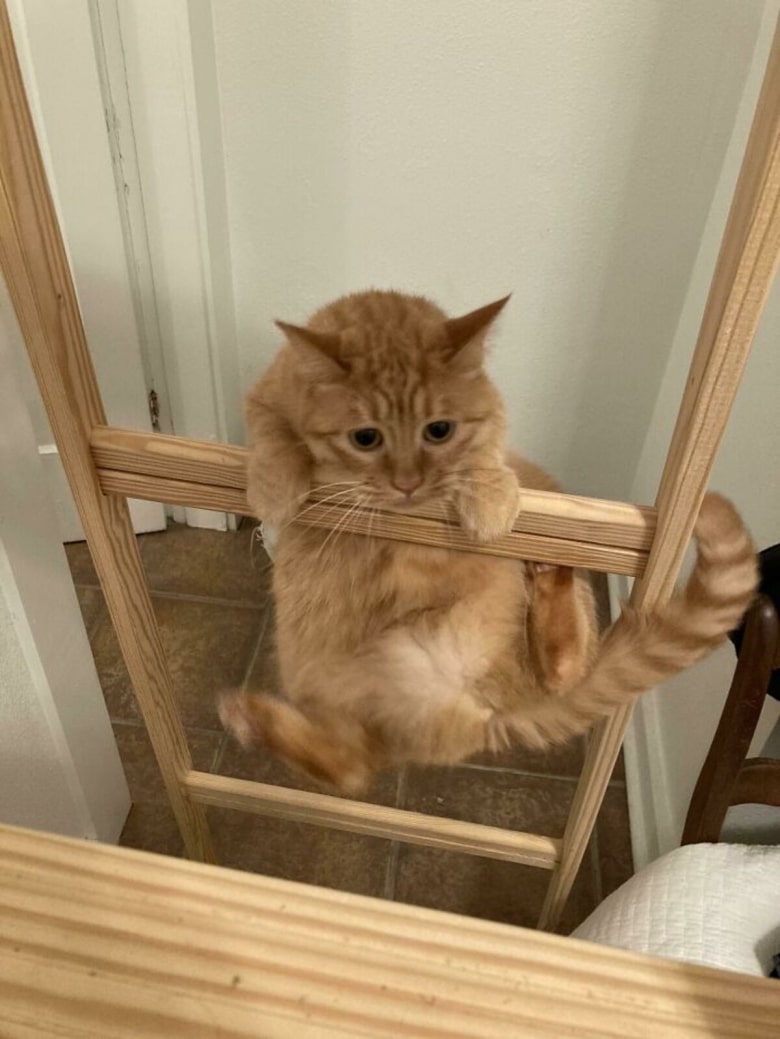 Ladder Climbing, the Hard Way