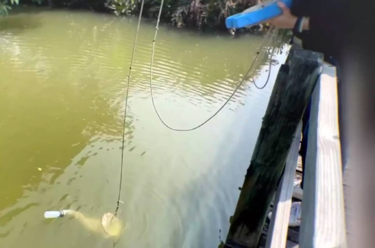 Mysterious Venomous Creature