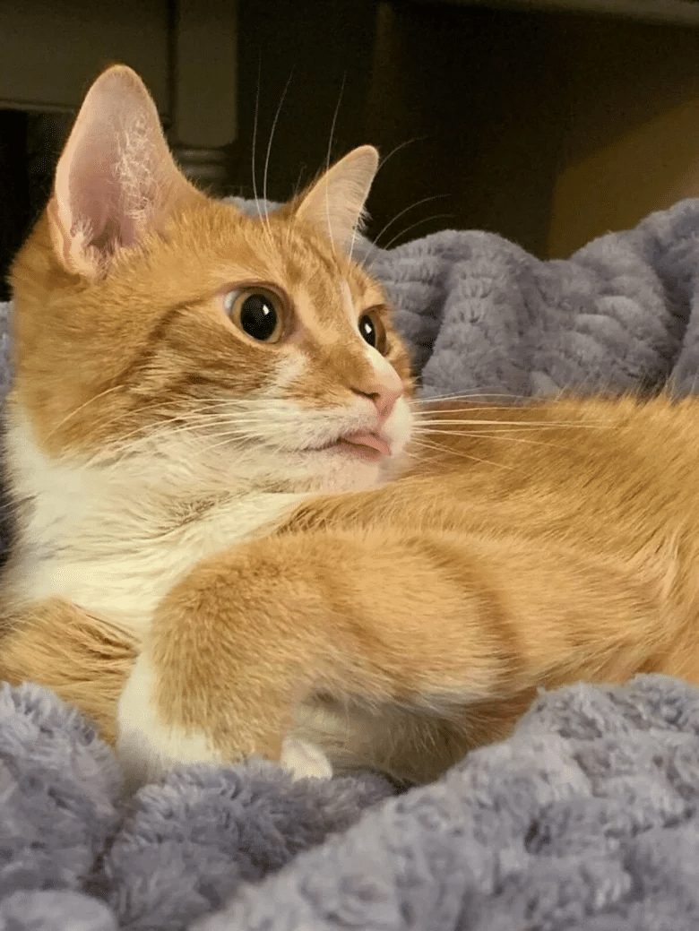 The Charm of a Stuck-Out Tongue