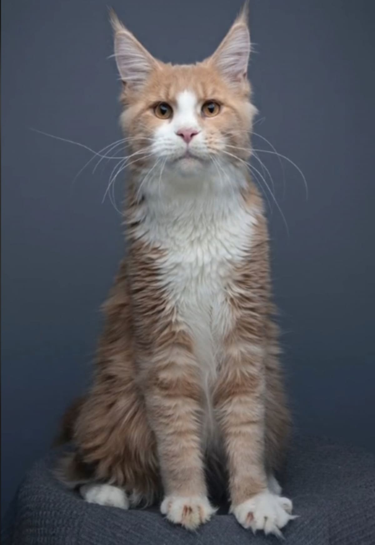 The Gentle Giants of the Cat World