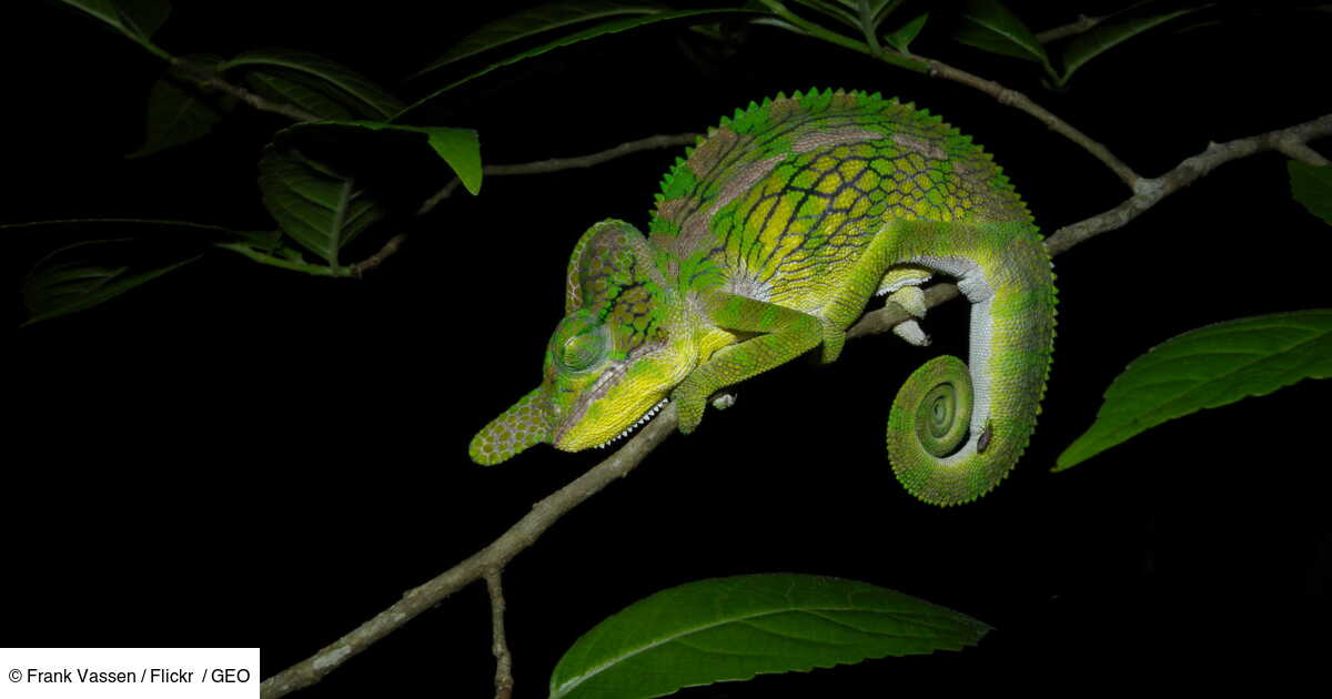 a chameleon’s life