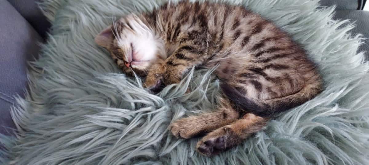 cat rescued by mechanics after being stuck in a car wing