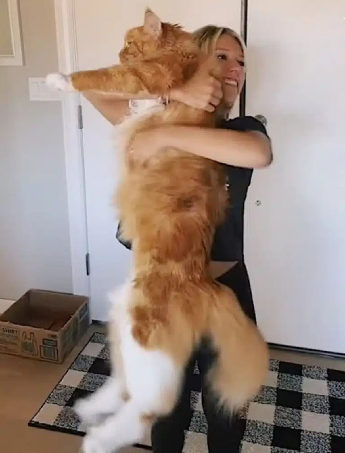 giant cat