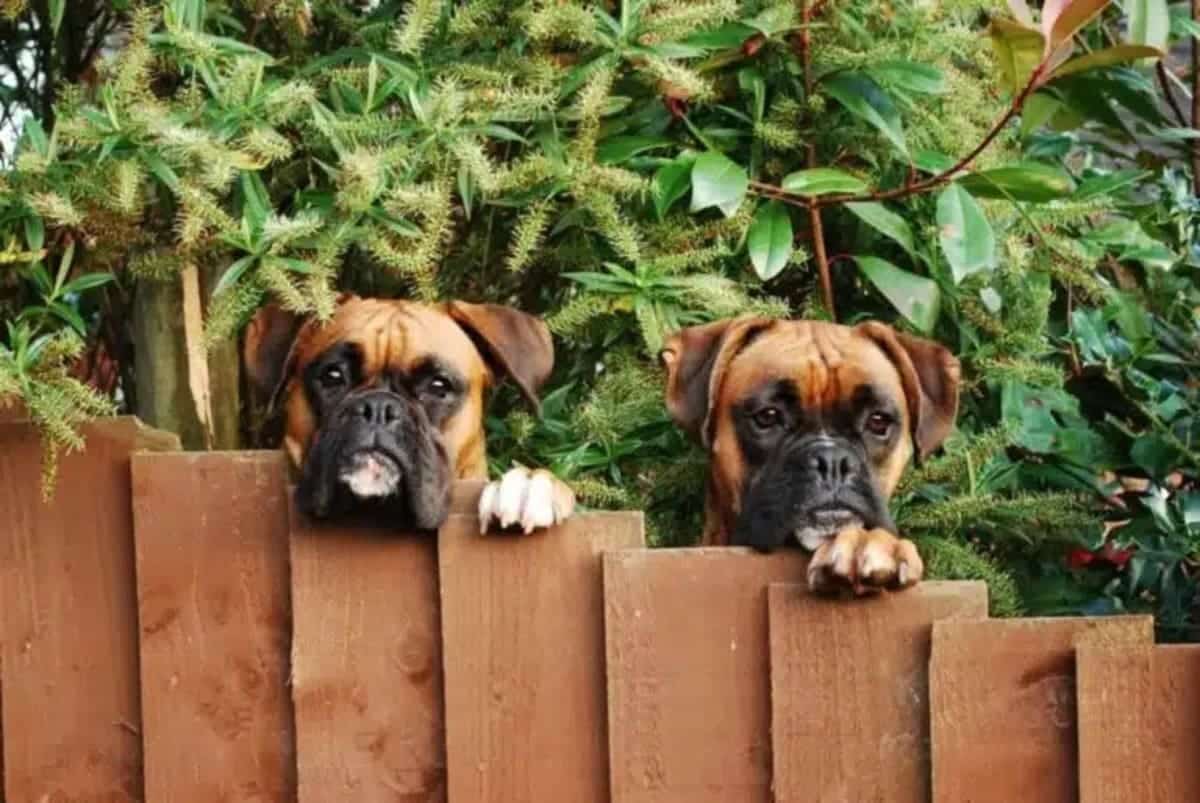 guard dogs