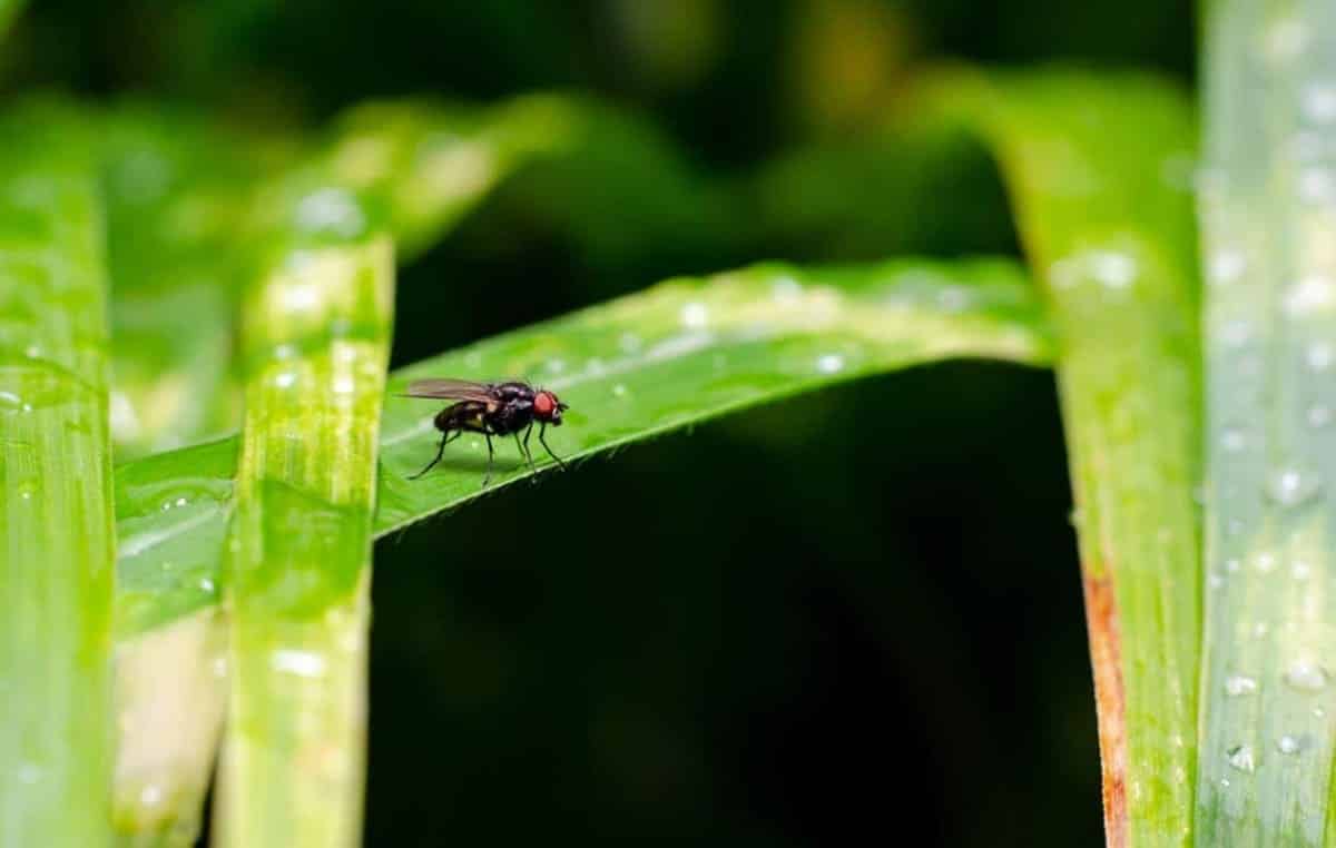 tips to get rid of fungus gnats in your houseplants