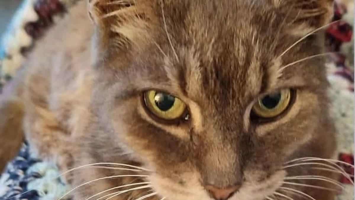 10 Years After Losing His Cat