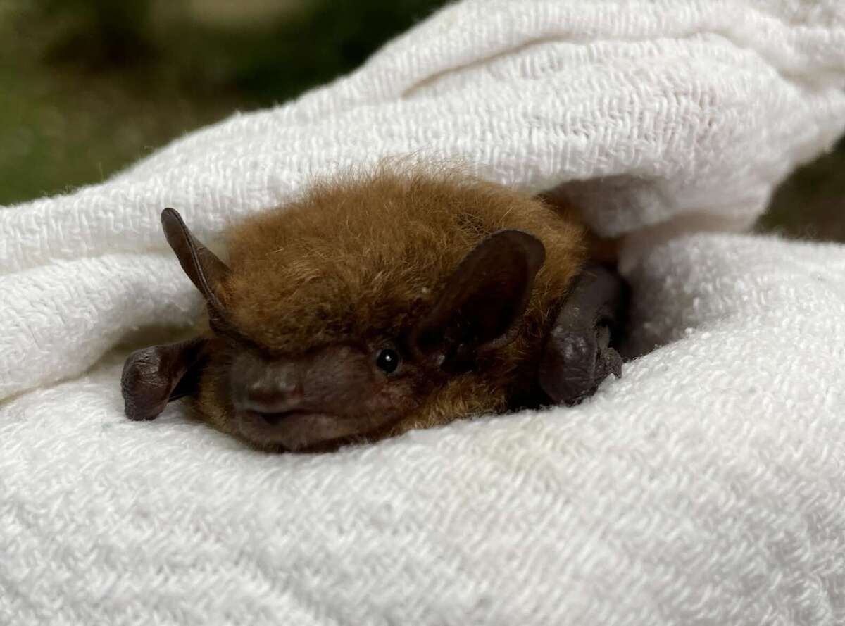 3 Saving A Sweet Old Girl