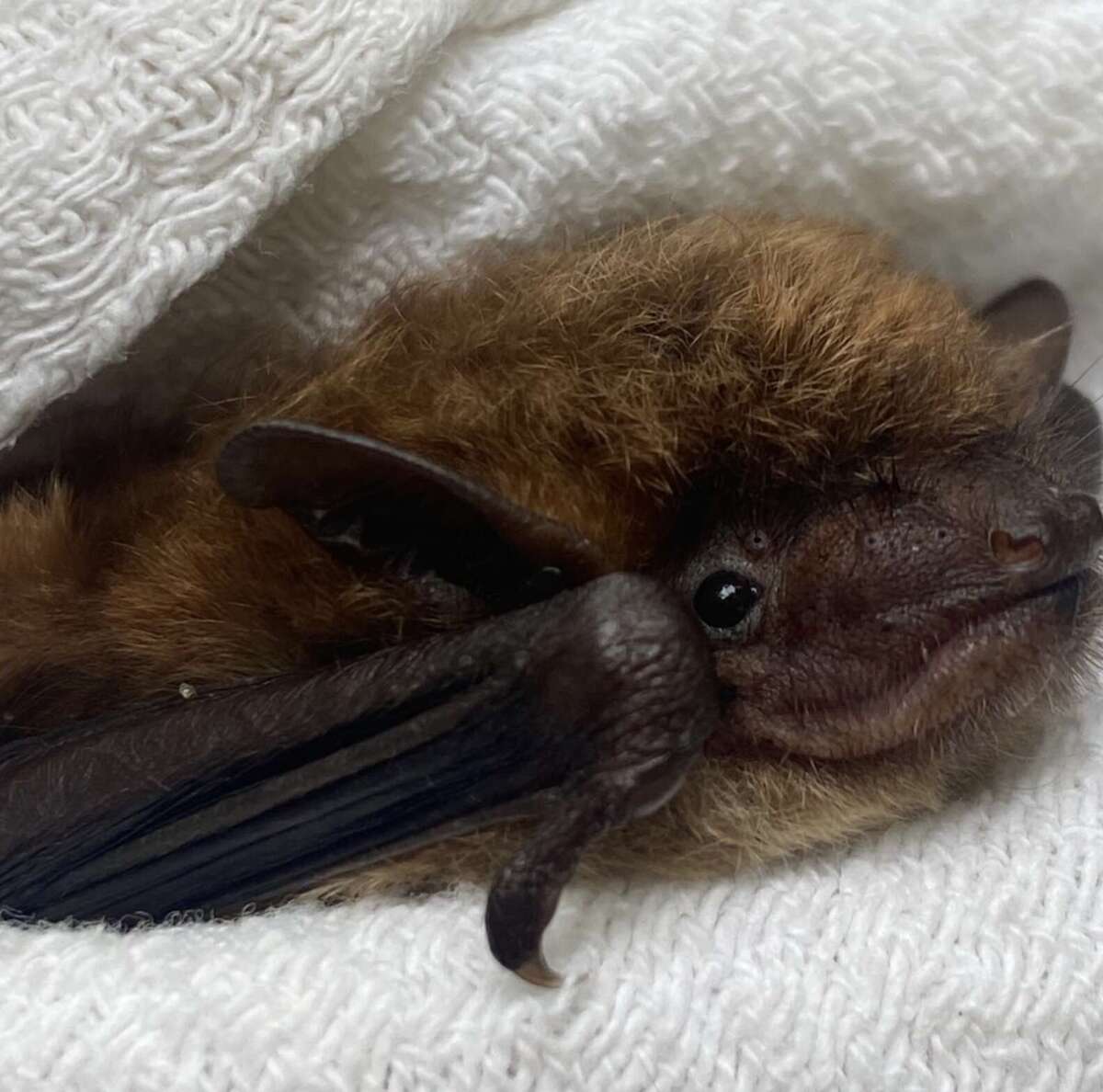 4 Saving A Sweet Old Girl