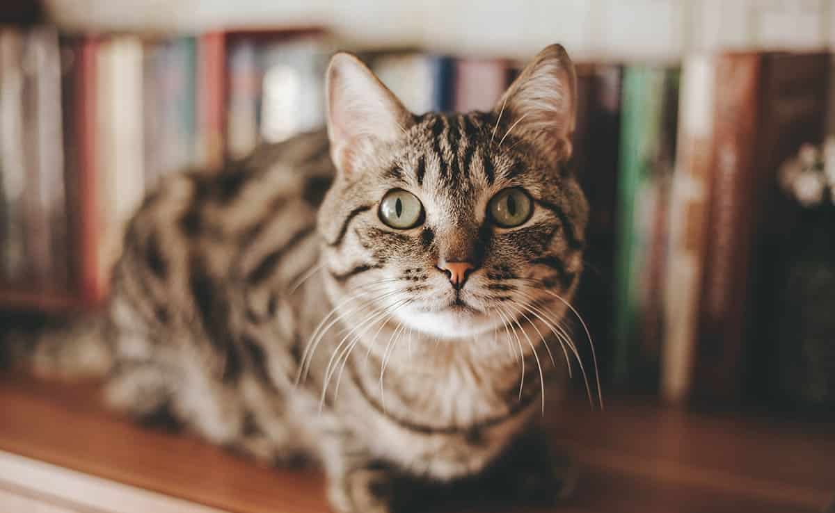 9 Simple Tips to Soothe Your Anxious Cat