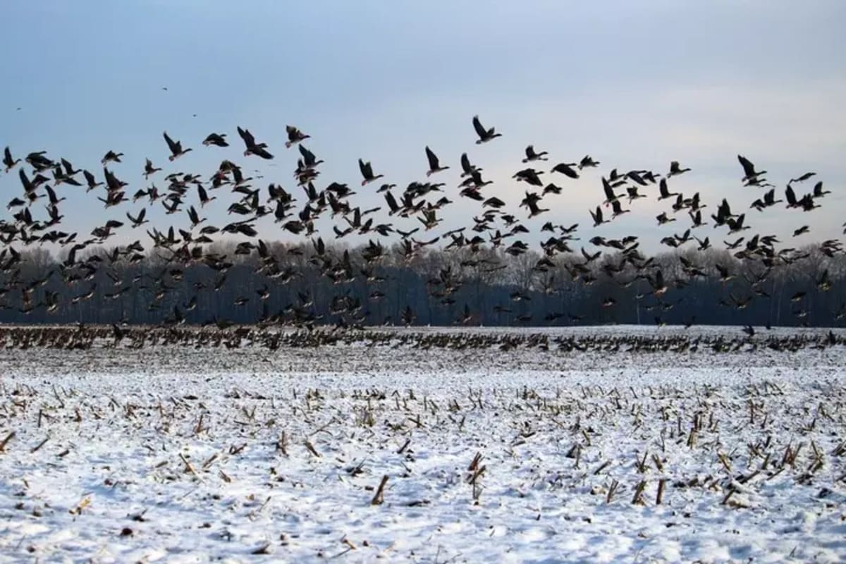 Amazing Superpowers Migratory Birds
