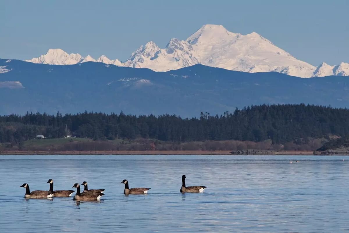 Amazing Superpowers of Migratory Birds