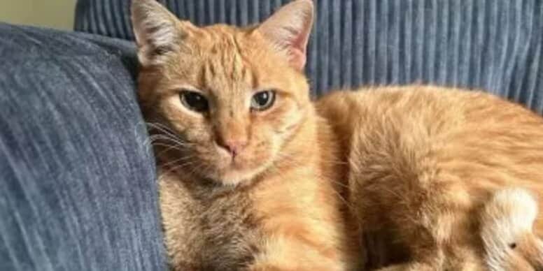 Cat Invades Neighbor’s House and Refuses to Leave