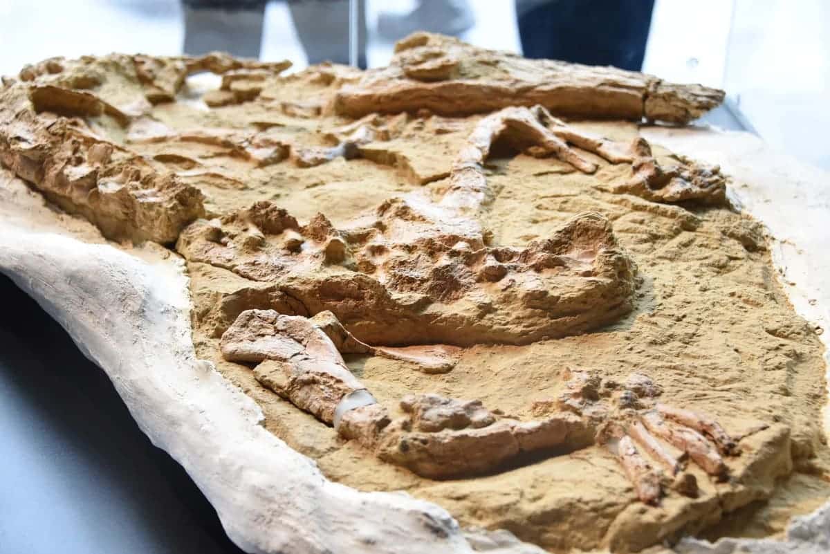 Crocodile Fossil Unearthed in Peru