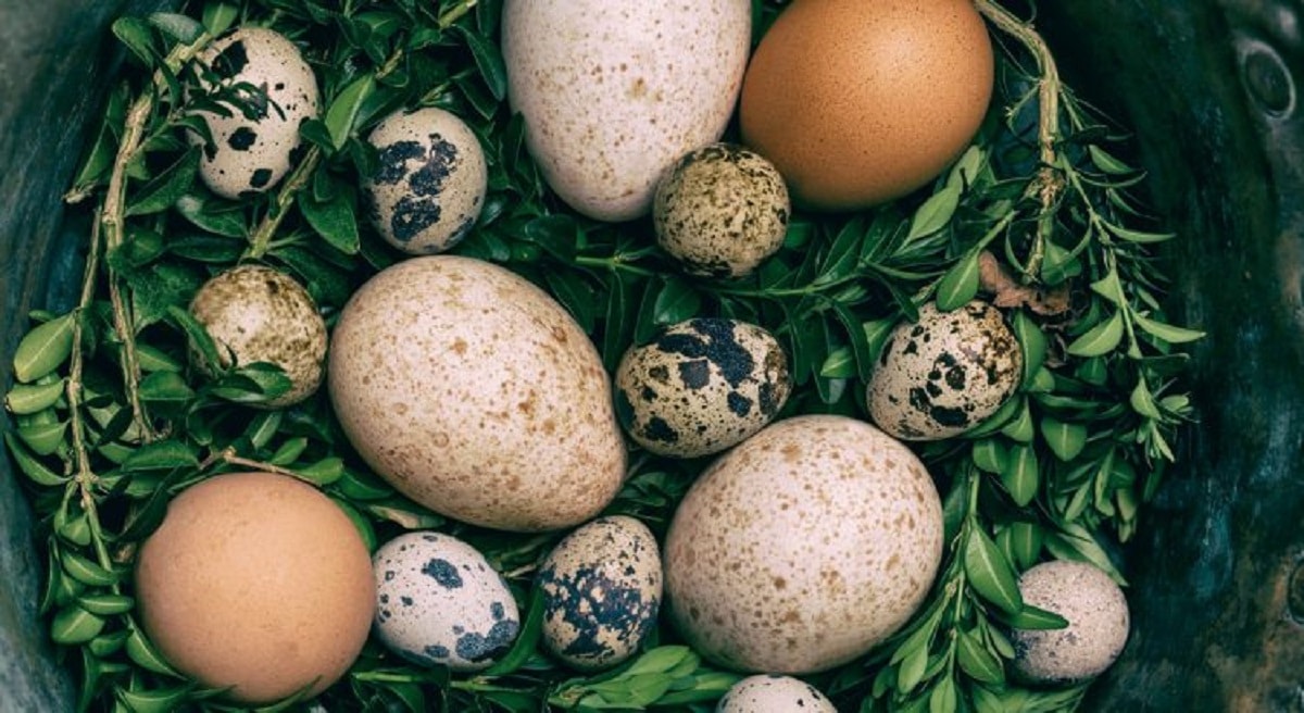 Don’t We Ever Eat Turkey Eggs