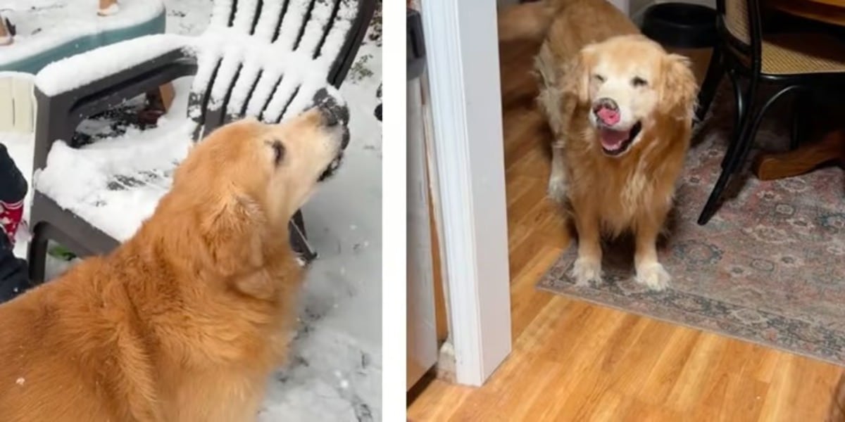Golden Retriever Finds Joy Before Saying Goodbye
