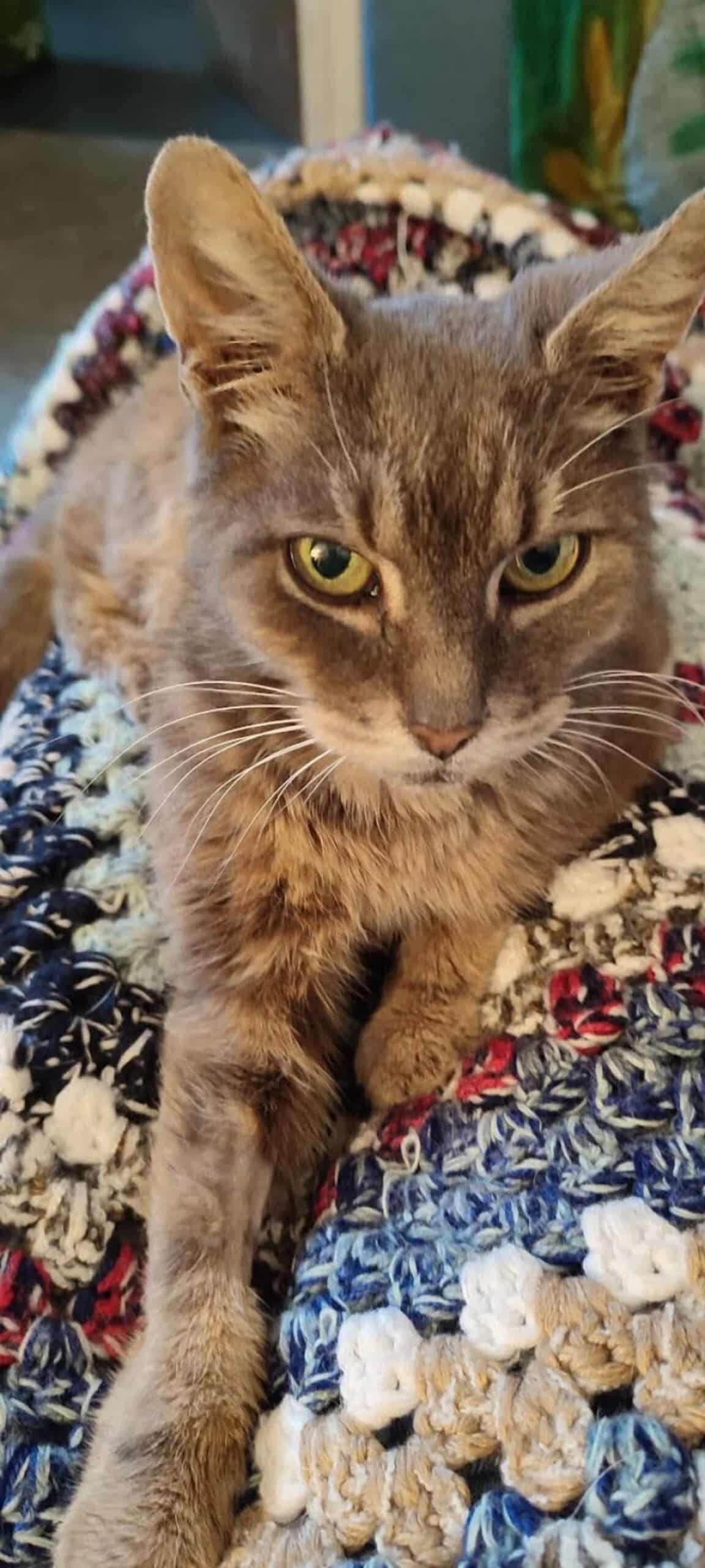 Losing His Cat