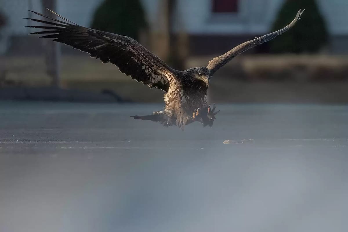 Man Captures a Bald Eagle Photo 1