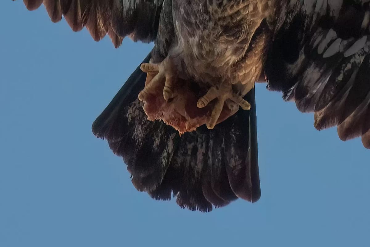 Man Captures a Bald Eagle Photo 3