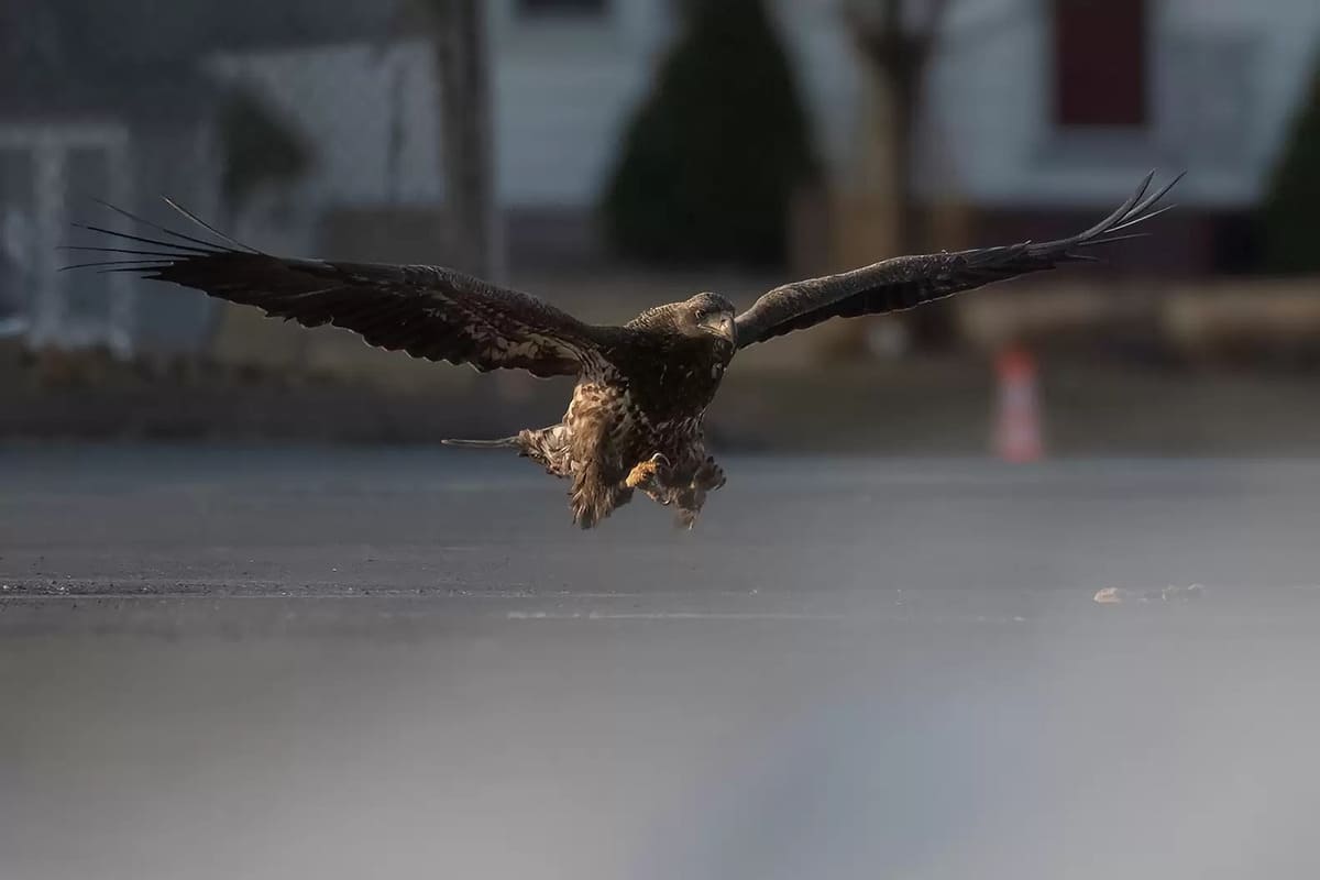 Man Captures a Bald Eagle Photo