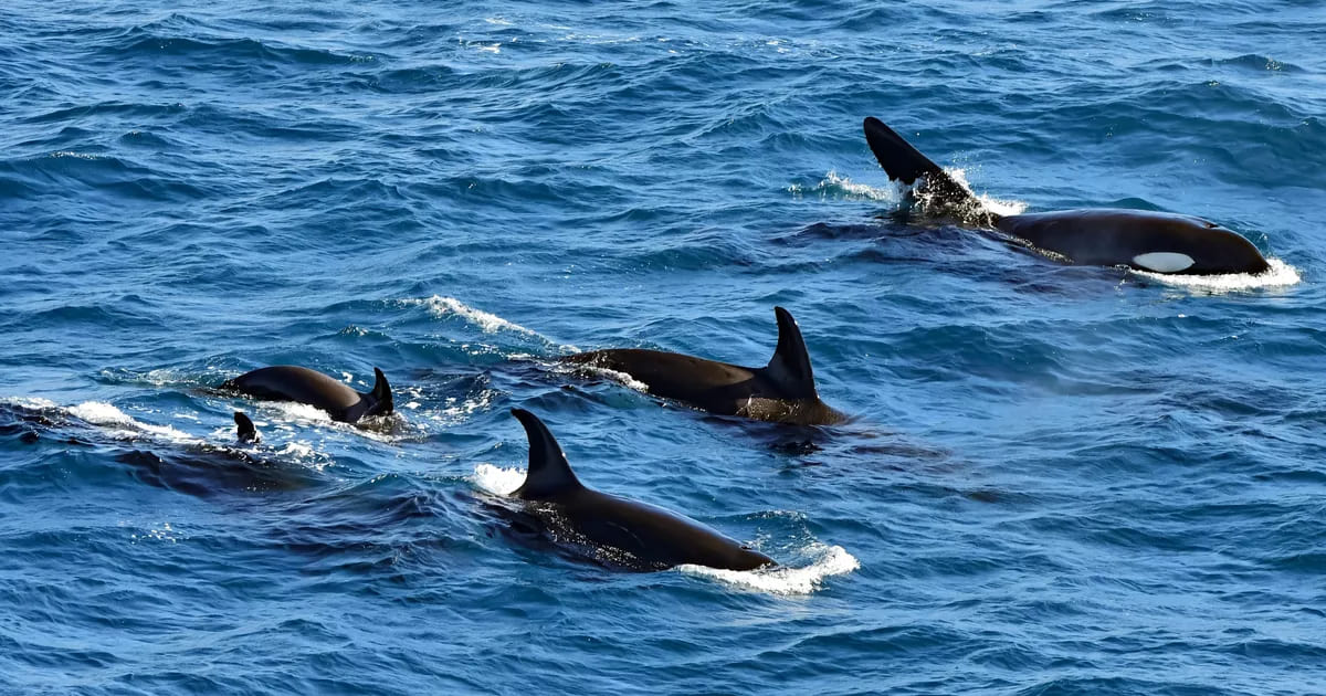 Orcas Swim With a Dead Salmon