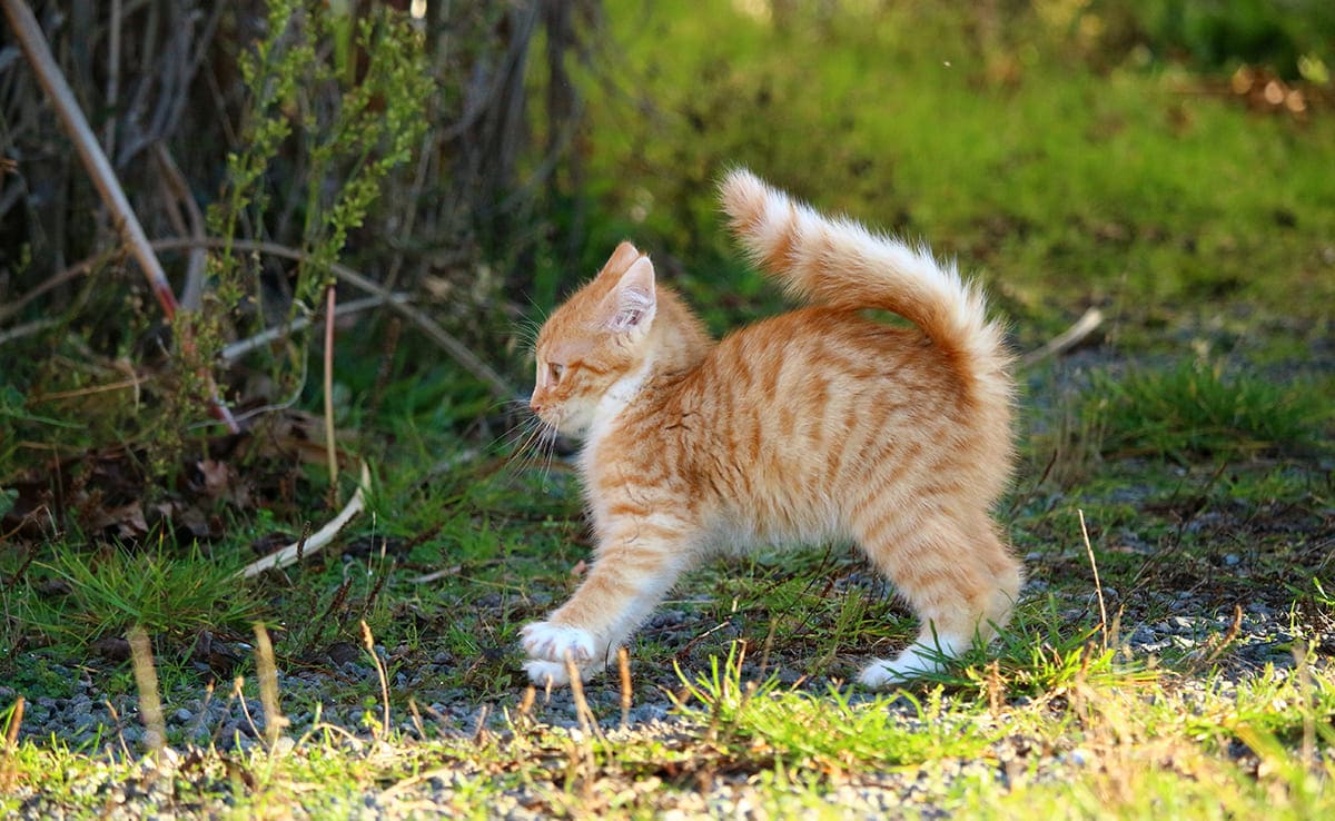 Ready to Adopt a Kitten