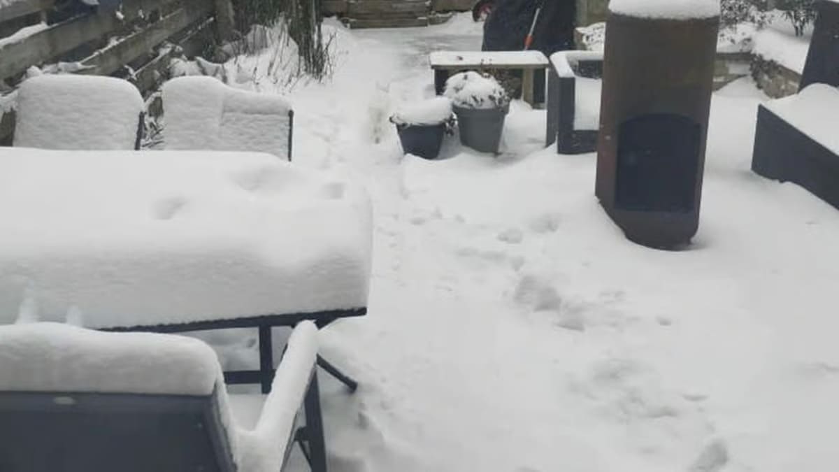 Spot the Cat Hidden in the Snow