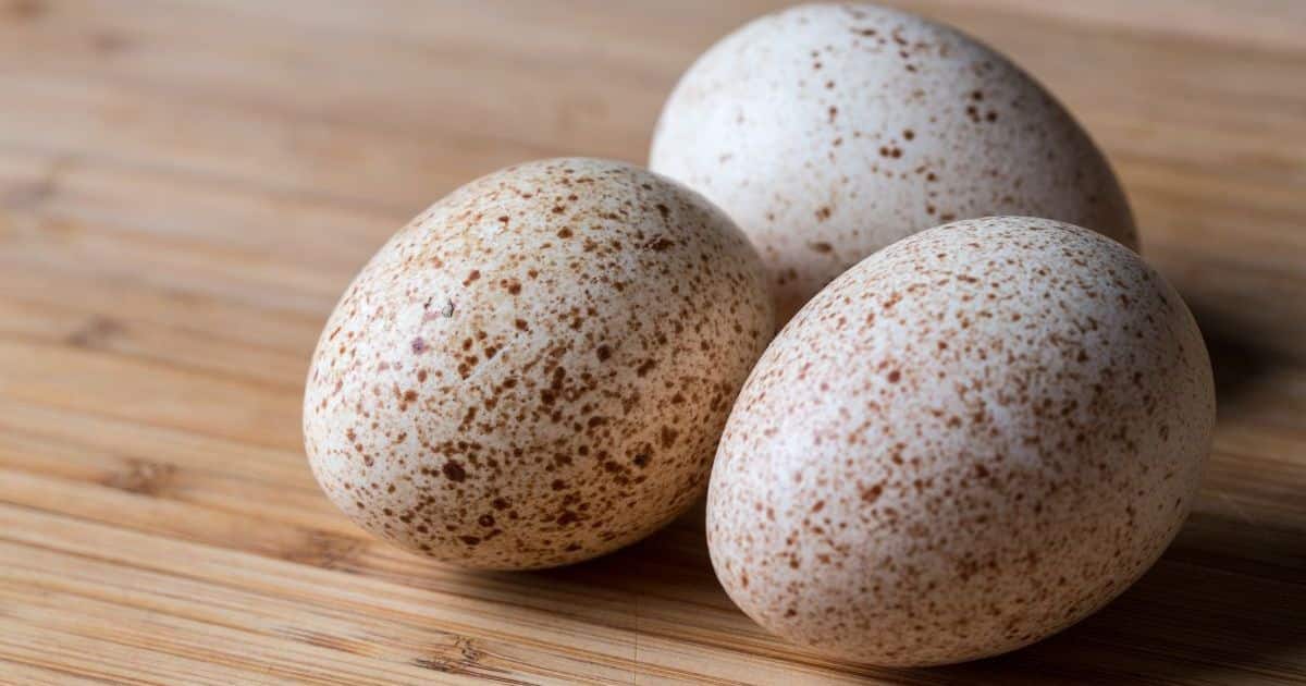 Turkey Eggs