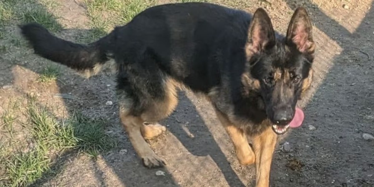 Young German Shepherd Hopes for a Loving Family