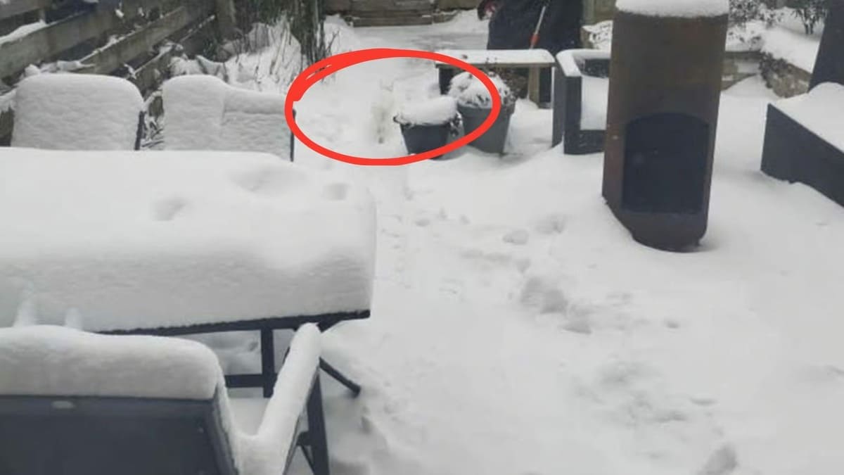 solution Spot the Cat Hidden in the Snow