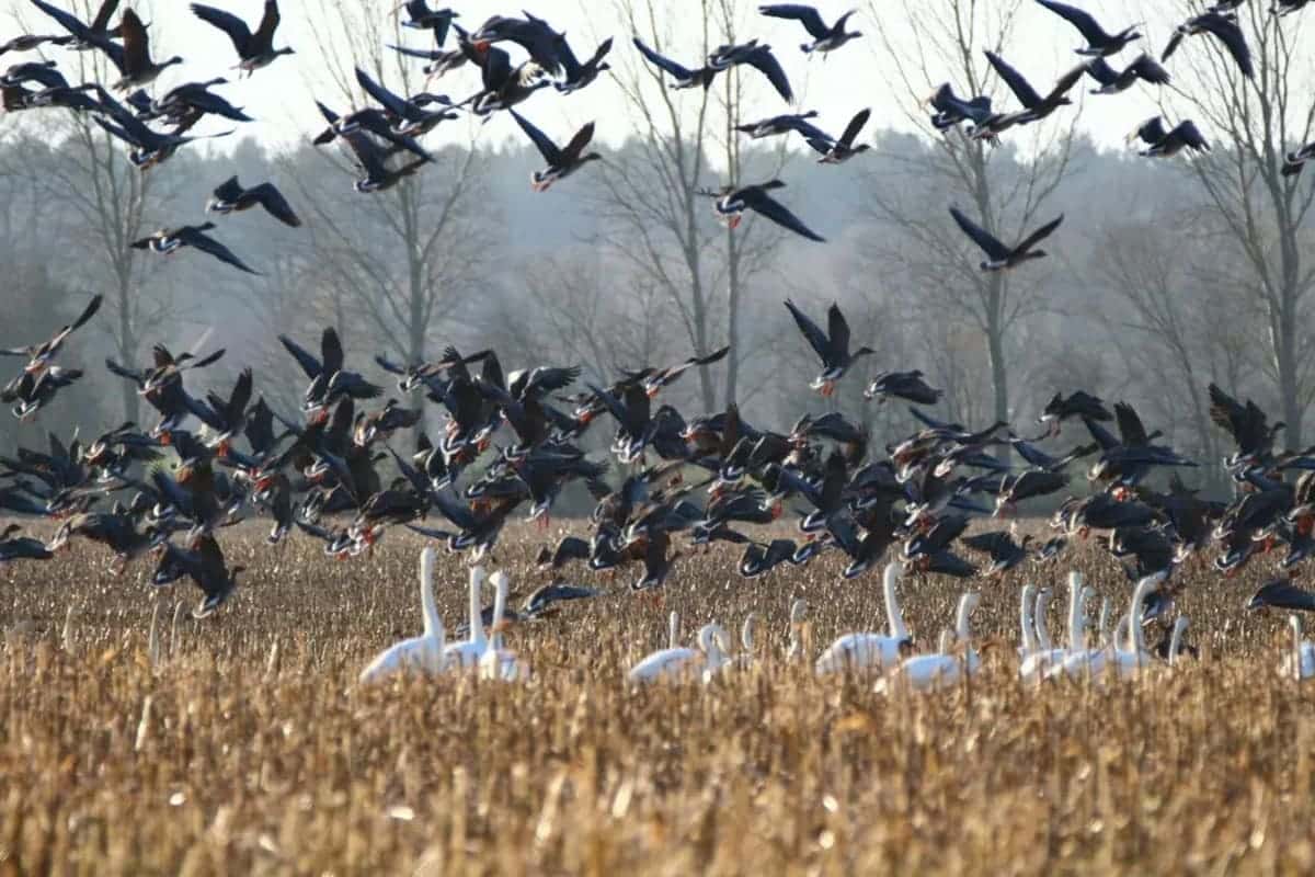 the Amazing Superpowers of Migratory Birds