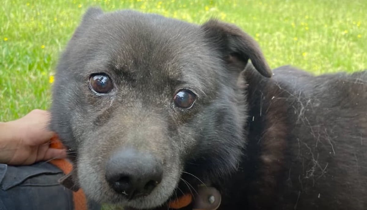 2 Rusty the Elderly Dog