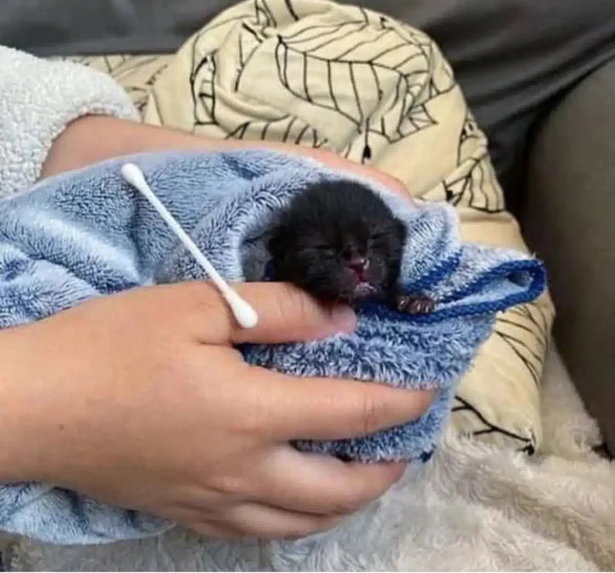 2 an orphaned kitten