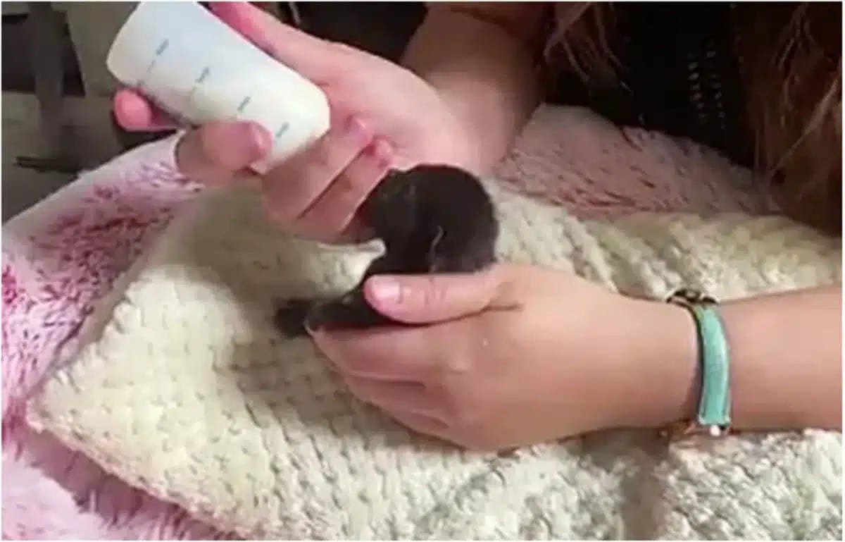 3 an orphaned kitten