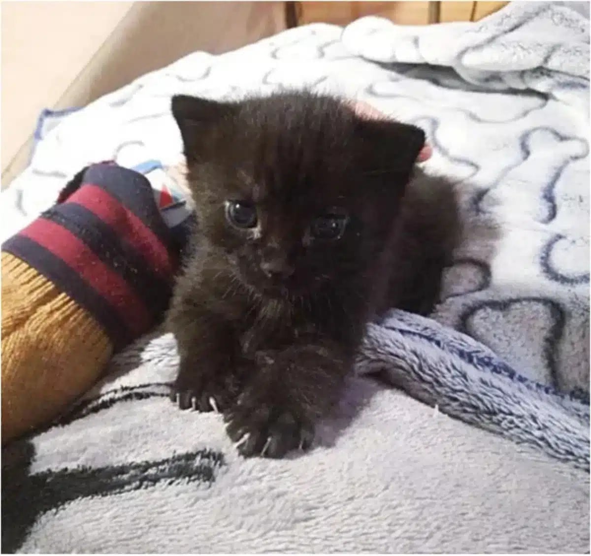 4 an orphaned kitten