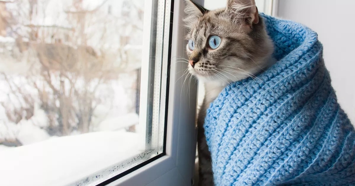 5 Cat Breeds That Despise Cold Weather