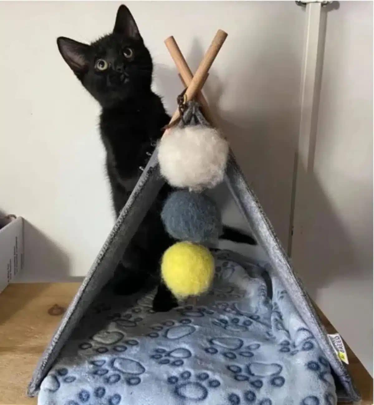 5 an orphaned kitten
