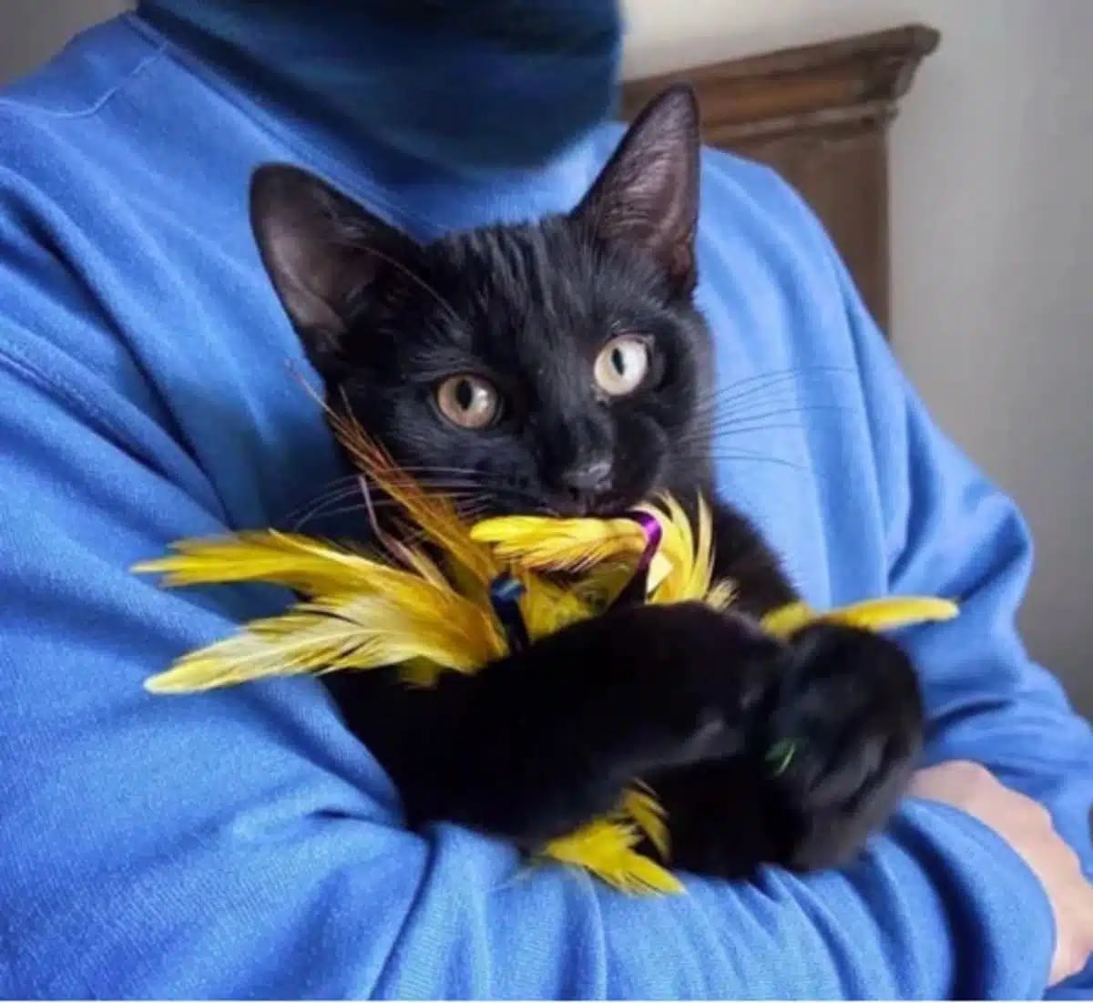7 an orphaned kitten