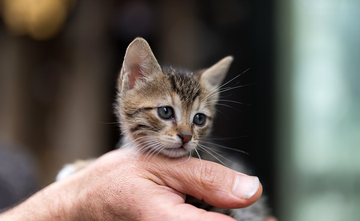 Bringing Home a New Kitten