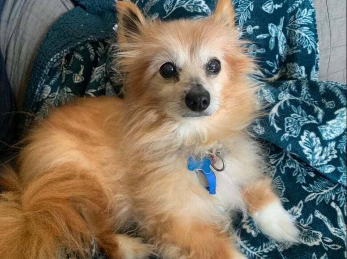 Family Opens Their Home to a Troubled Dog