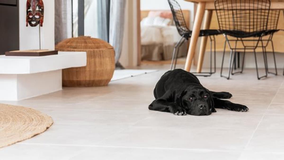 Knows Your Pet Is Home Alone