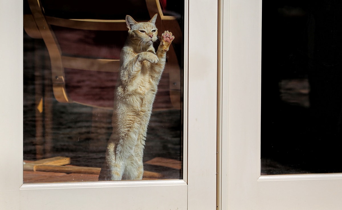 The Mystery Explained