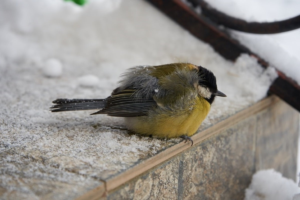 To protect birds from the cold