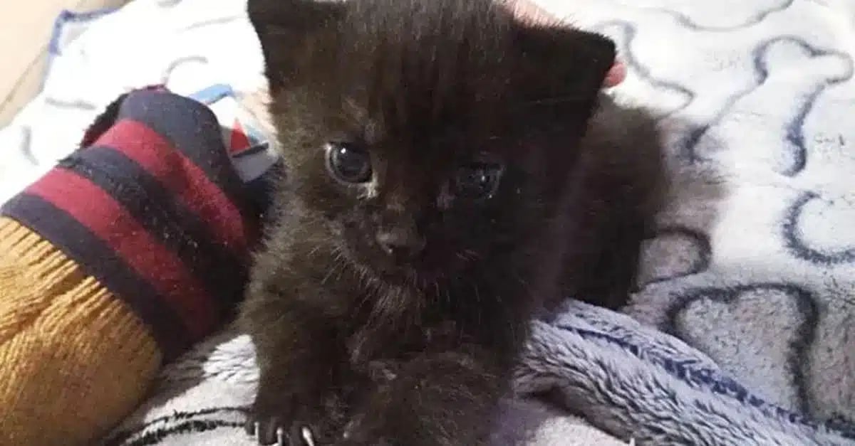 an orphaned kitten